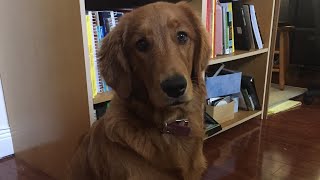 Red Golden Retriever Dog Shakes Off Dirt in Slow Motion [upl. by Sukcirdor365]