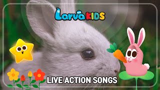 ★LARVA KIDS LIVE ACTION SONGS★  kids songs  compilation  15min  larva  for kids [upl. by Trebma]