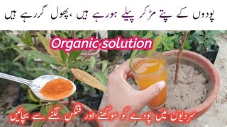 How to save plants from dry  podon ko sukhne se kaise bachaen  organic fungicide [upl. by Honna]