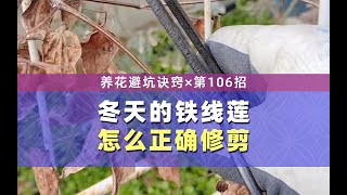 铁线莲如何进行冬剪？里面讲了判断的思路和方法，看完你就会了 [upl. by Eirual]