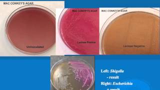 microbiology lab practical information part 1 [upl. by Ultann]