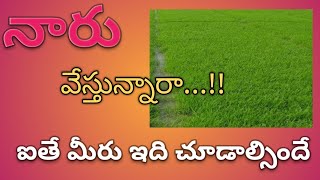 యాసంగి నారుమడికి తీసుకోవలసిన జాగ్రత్తలు Paddy nursery management in Rabi season [upl. by Davis]