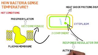 Signal Transduction Lecture 08 Bacterial signal transduction [upl. by Millicent789]