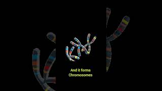 Cell NucleusDNAChromosome structure animation biology science study students shorts [upl. by Leirud]