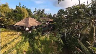 Golden hour before rice harvest at Villa Amrita [upl. by Annahael]