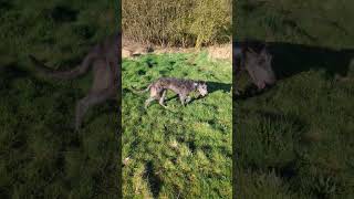 Scottish deerhound pup [upl. by Modnarb]