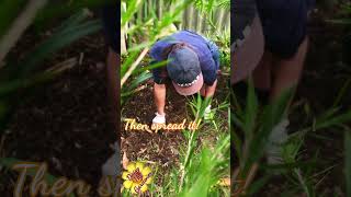 🌼 Lawn Clippings  Mulch gardening weeding mulching timelapse [upl. by Anialahs]