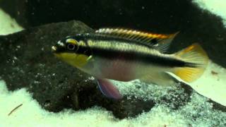 Pelvicachromis pulcher amp taeniatus HD movie 01  Rainbow amp Slender Krib [upl. by Aicert]