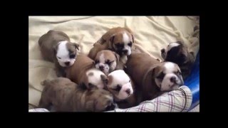 English Bulldog Puppies Birth to 5 Weeks [upl. by Theobald]