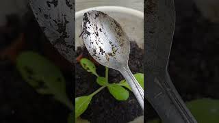 Snail and slug control howtocare veggiegarden pest indoorgardening shorts [upl. by Eelinnej]