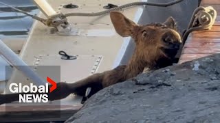 Alaskan pilot saves baby moose trapped in a dock [upl. by Maiah]