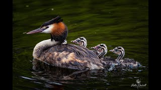 Great Crested Grebe Family  Herdsman Lake Western Australia [upl. by Ivah]