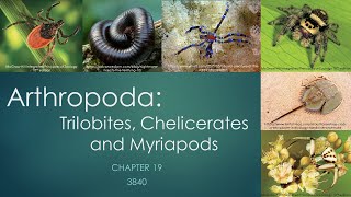 3840Chapter 19 Arthropoda trilobites chelicerates and myriapods [upl. by Ahusoj]