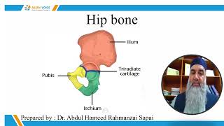 Pelvic inlet by DrABDUL HAMEED RAHMANZAI SAPAI [upl. by Jase]