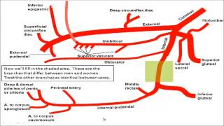 Gross anatomy  Drawing the Branches of the Iliac Arteries [upl. by Elden]