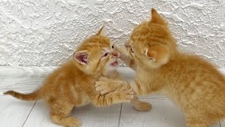 Kittens Fighting Each Other cat Perfectkitty2 [upl. by Etterb]