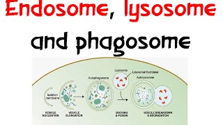 Endosome Lysozome and phagosome [upl. by Naesal]