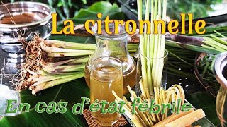 LA CITRONNELLE FAIRE UNE TISANE  ILE DE LA REUNION [upl. by Aihgn]