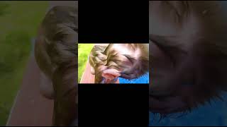 Monkey raja go to swimming pool Monkey Raja animalht trending viralshorts trendingshorts [upl. by Malchus]