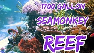 1700 Gallon Saltwater Reef Aquarium [upl. by Mobley453]