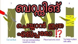 BUDDING  മുകുളം ഒട്ടിക്കൽ II Science Malayalam ll ILLIAS PERIMBALAM [upl. by Eenal]