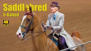 Saddlebred 5Gaited Country Pleasure  Carousel Horse Show [upl. by Aitenev]