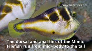 Mimicry The Filefish and the Toby from BlennyWatchercom [upl. by Eiralih]