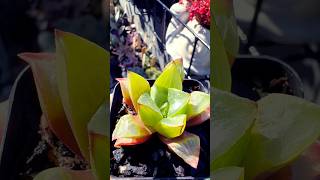 Haworthia Mutica succulant succulentsplanterspot haworthia shorts houseplants garden shorts [upl. by Neahs]