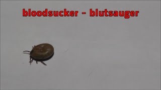 Tick bloodsucker  Blutsauger  Ein Rekordjahr für Zeckendas gefährlichste Tier Deutschlands [upl. by Ruben410]