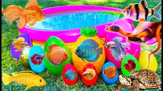 Colourful surprise eggs crayfish koi angelfish betta fish goldfish glofish tetra in the pool [upl. by Cichocki]