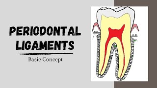 Periodontal ligaments Introductory Concepts [upl. by Lenno]