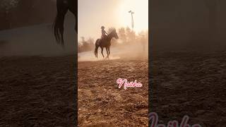 The Science of Dusty Horses [upl. by Anairo]