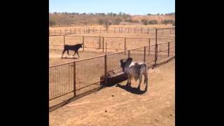 Bull leaps over 7ft high fence [upl. by Cooperstein]