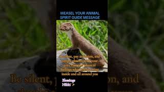 ✨WEASEL ANIMAL SPIRIT GUIDE✨ [upl. by Airtap]