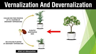 Vernalisation in plant devernalization effect  process  lectures in Hindi [upl. by Wenonah]