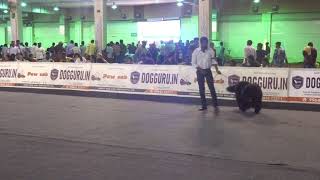 Top Newfoundland Dog in India presented by Simha kennels [upl. by Suiravad]