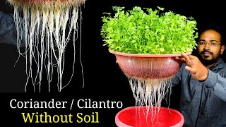 How to grow Coriander without soil  Coriander Dhaniya in hydroponic system [upl. by Main]