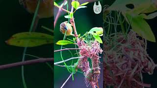 Web of Life Weaver Birds Nesting 🌿🕊️ weavers birds nest birdnest nature nestmaking [upl. by Noraf479]