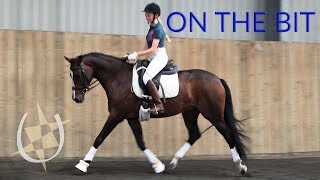 Dressage Training  Getting your horse on the bit [upl. by Gustave213]