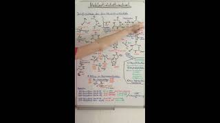 PURIN und PYRIMIDINSYNTHESE VERSTEHEN Nukleotidstoffwechsel Teil 2  Biochemie Now [upl. by Anis406]