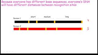 CCEA Biology A2 Unit 2 Gene Technology 1 PCR Probes Genetic Fingerprinting Gel Electrophoresis [upl. by Merat]