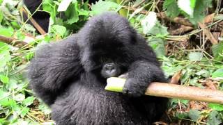 mountain gorilla eating bamboo [upl. by Mirelle]