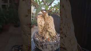 Two Ficus bonsai trees growing in the rock [upl. by Malkah271]