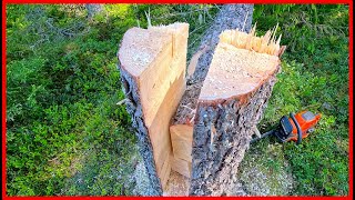 Mastering the Key Notch Technique Advanced Tree Felling Tutorial [upl. by Lindgren]