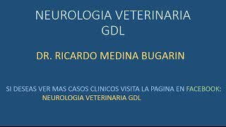 NEUROLOGIA VETERINARIA TREMOR IDIOPATICO DE CABEZA DEL BULLDOG [upl. by Atenaz]