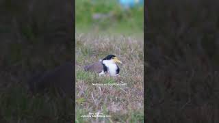 Captivating Moments with Plover Birds [upl. by Berti65]