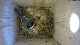 Kohlmeisenpaar startet Nestbau im Nistkasten Wetterstation 24042021 [upl. by Nayd]