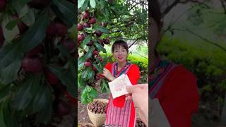 Delicious Sweet Mangosteen Fruit 🍑  Amazing Fresh Mangosteen shorts fruit youtubeshorts [upl. by Autum]