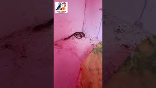 Cobra baby were recovered from different locations cuddalore snake neyveli cobrarescue animal [upl. by Tima]