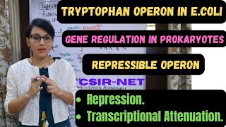 Tryptophan Operon  Gene Regulation in Prokaryotes  Transcriptional Attenuation [upl. by Noelc]